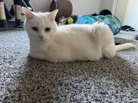 Ziggy