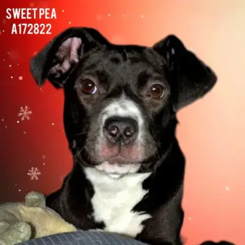 Sweet Pea