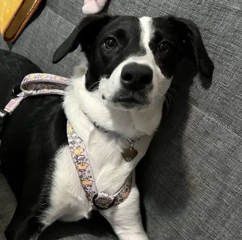 Oreo photo 2