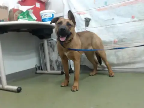 Med Adopt Wanda