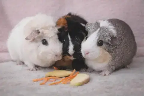 Coconut