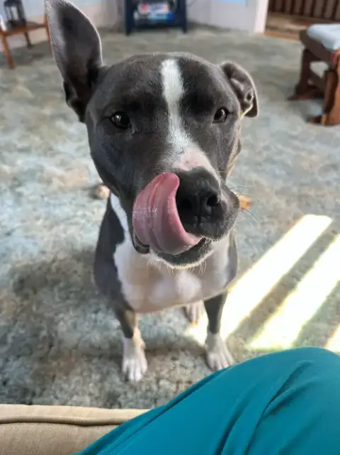 Bruno photo 4