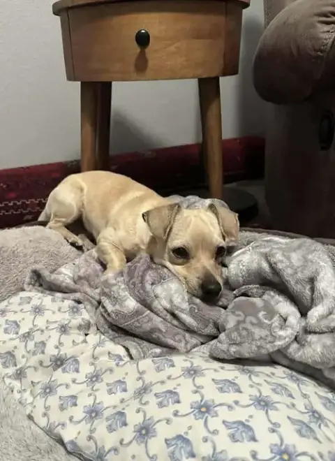 Bagel *Arriving 2/20* photo 3