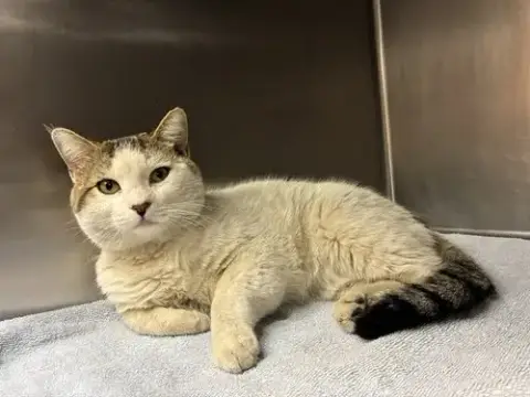 Bob'S Big Boy