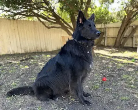 Enzo photo 3