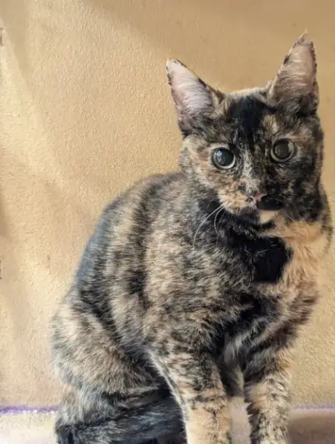 Marmie