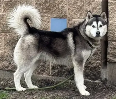 *Balto