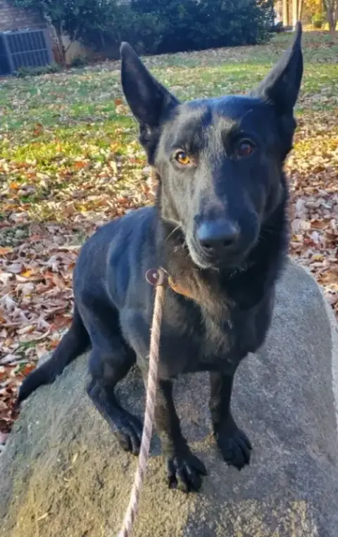 Elijah