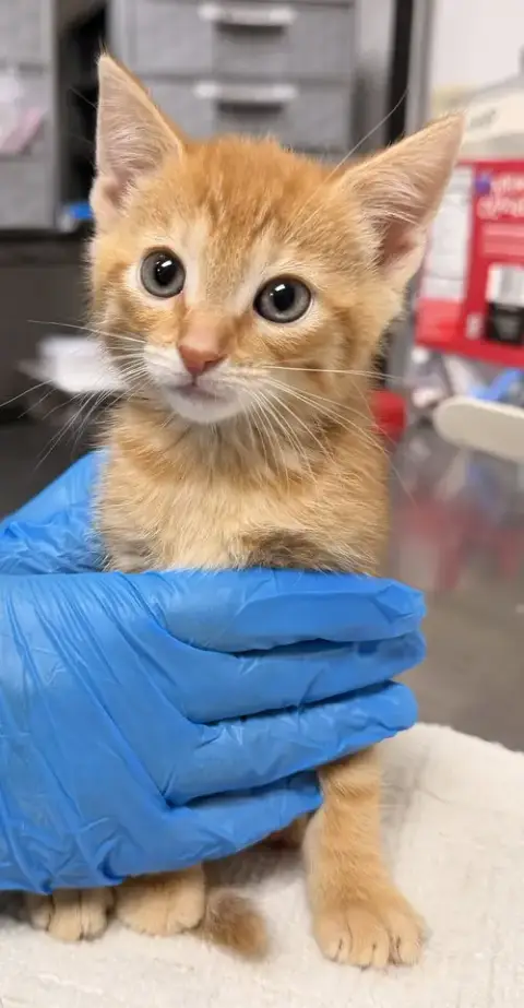 Naranja