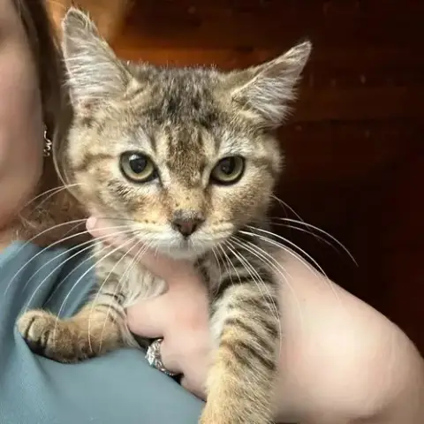 Gracie