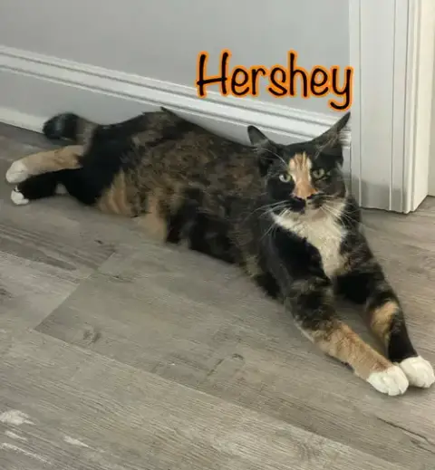 Hershey photo 5