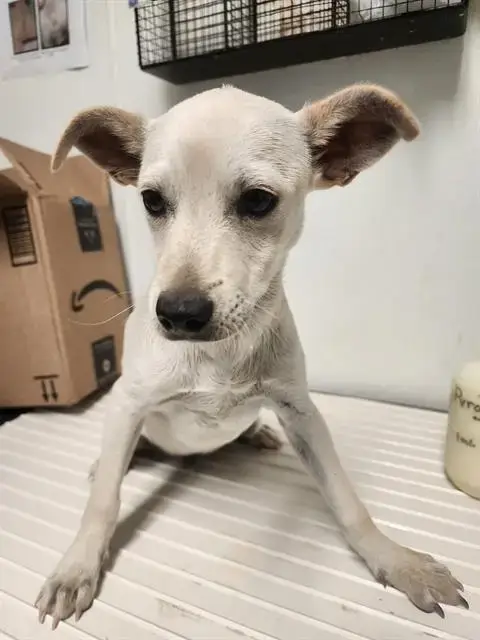 *Dobby