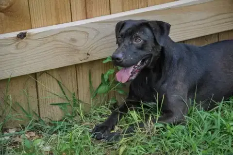 Duke photo 2