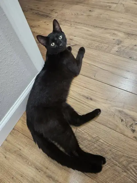 Linus photo 3