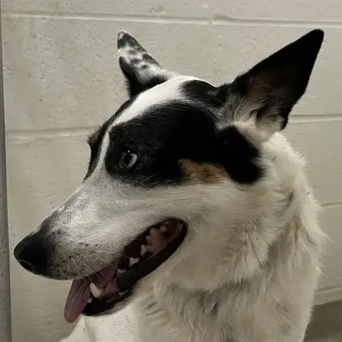 Amara