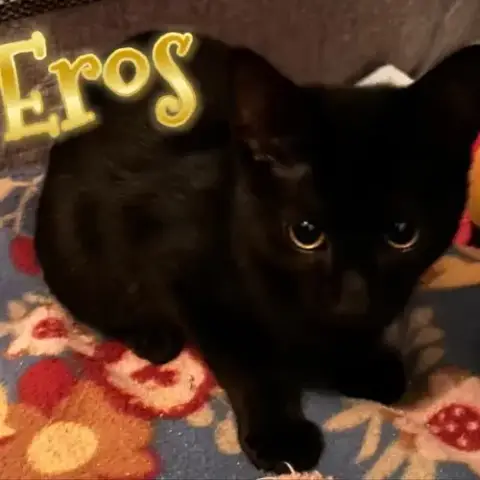 Eros photo 2