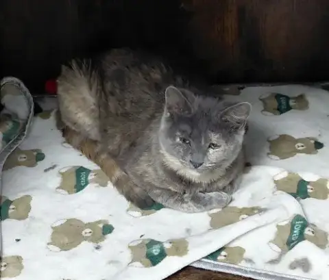 Pecan *Special Needs* photo 5