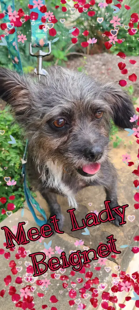 Lady Beignet