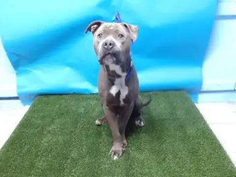 Smokey