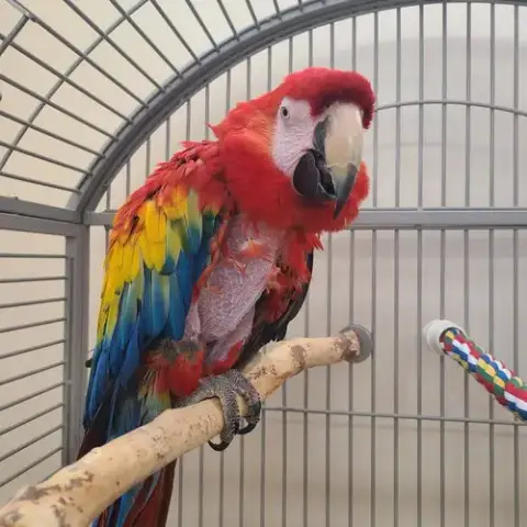 Pepper