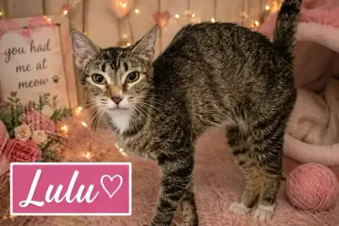 Lulu