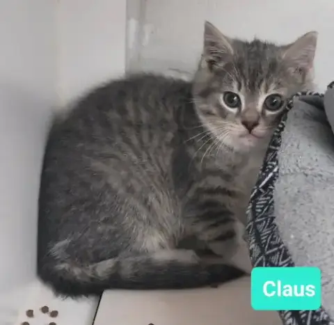 Claus photo 4