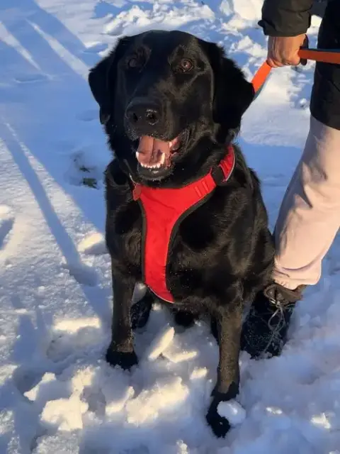Buddy