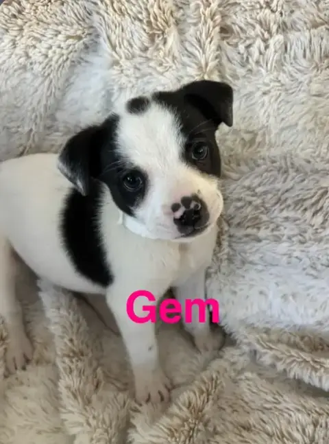Gem photo 2