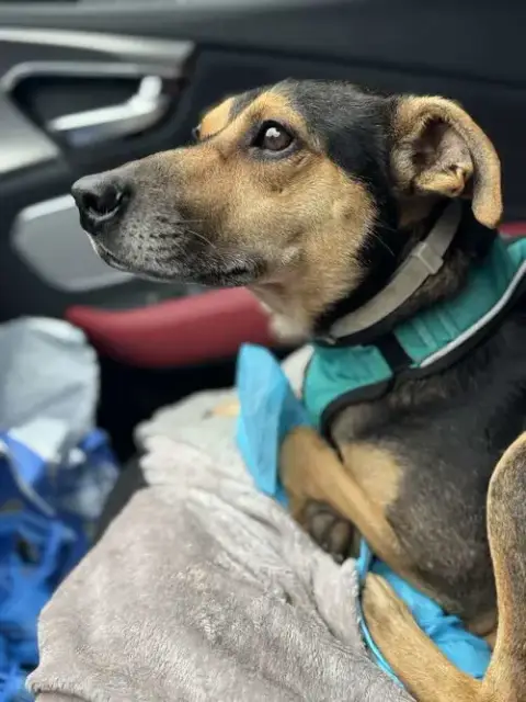 Baxter Boy