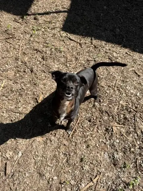 Little Black Dog photo 3