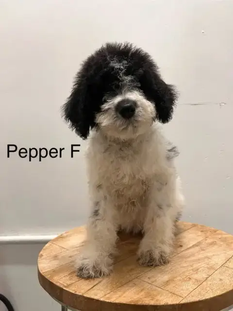 Pepper #2246