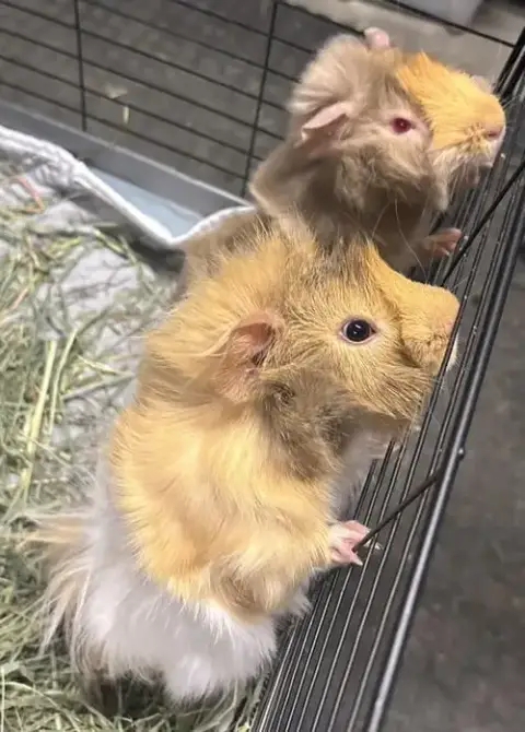 Floof & Fluff