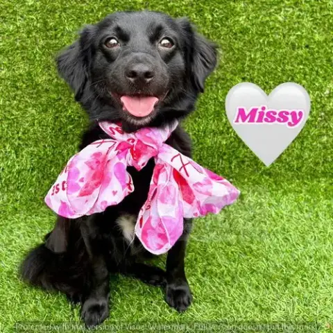 Missy