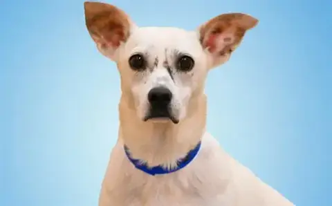 Olaf