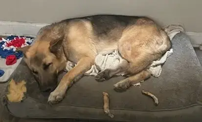 Jango photo 3