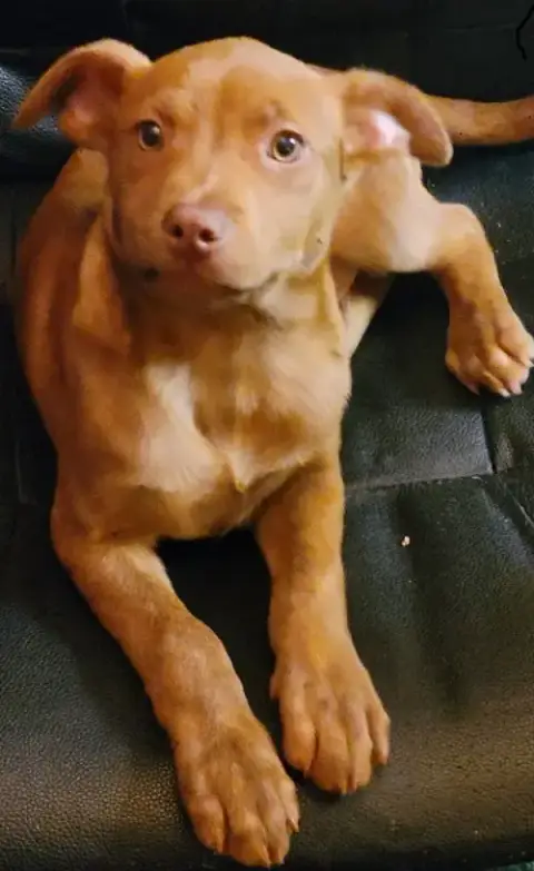 Skylight Pup Ryder photo 2