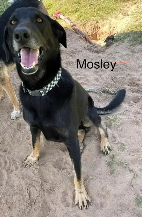Mosely photo 3