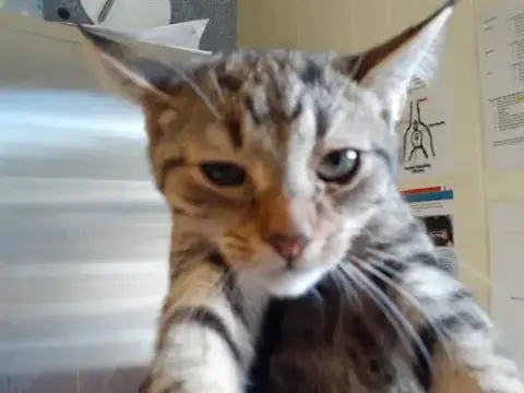 Bernard