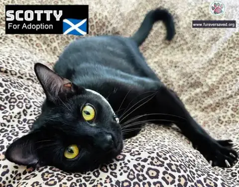 Scotty photo 2