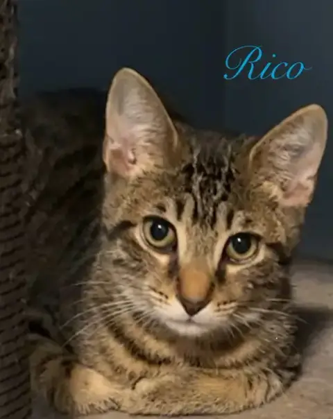 Rico photo 3