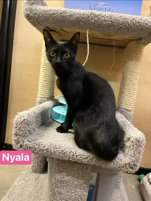 Nyala photo 2