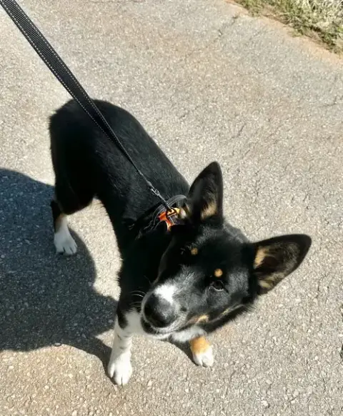 Oreo photo 3