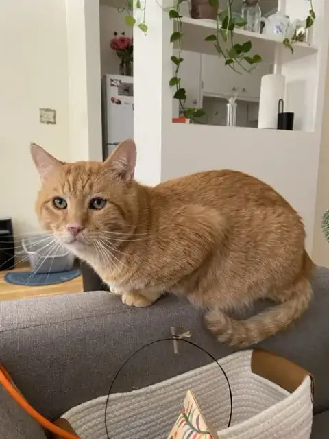 Nacho photo 3