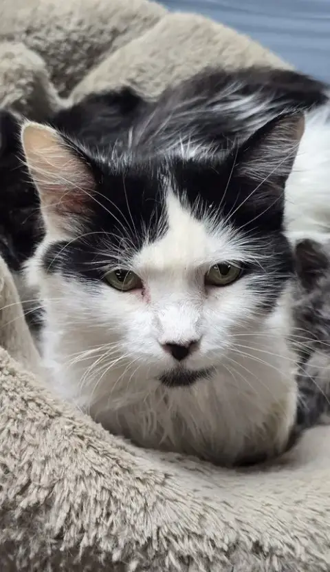 Whiskers
