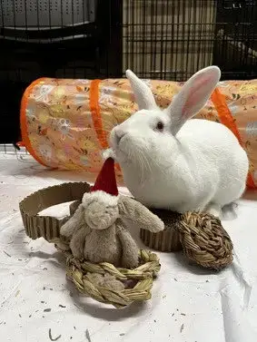 Kira photo 3