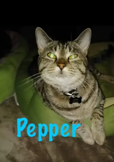 Pepper photo 2