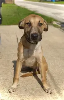Zeus- Puppy #2