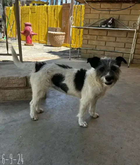 Gogo