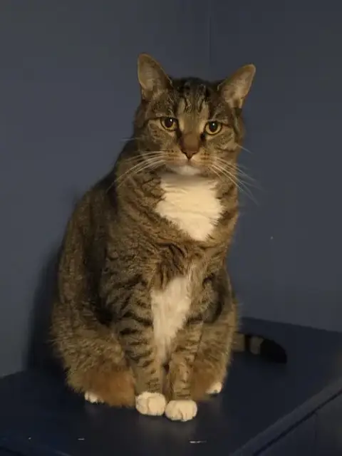 Phoebe photo 2