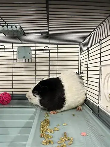 Oreo